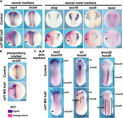Recognition of H2AK119ub plays an important role in RSF1-regulated early Xenopus development